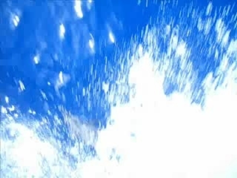 Les dauphins en Mer Rouge