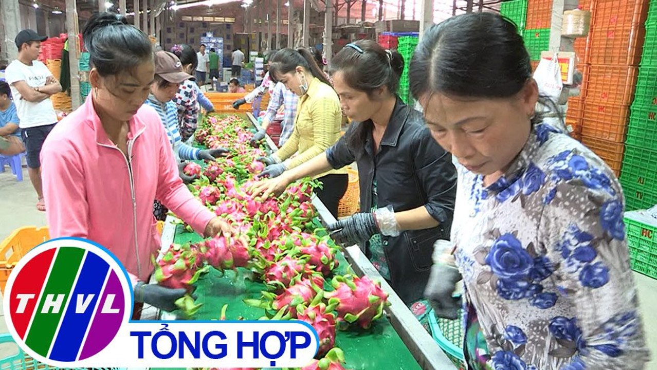 THVL | Phóng sự: Thanh long cần có chiến lược phát triển mới