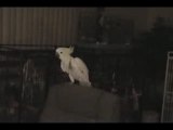 Cockatoo