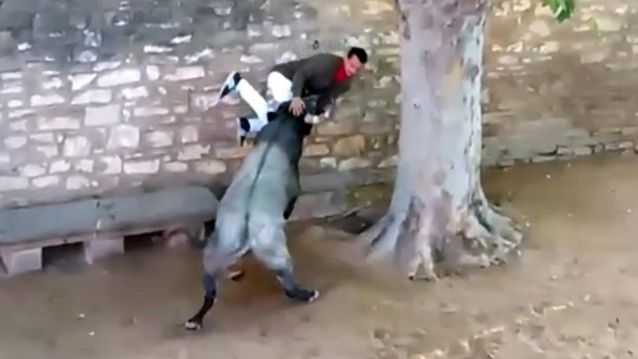 Cogida en el tercer encierro de fiestas de Tafalla con toros de Saltillo