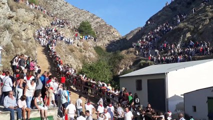 Séptimo encierro  del Pilón de 2019 con vacas de Eulogio Mateo