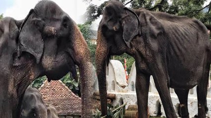 மெலிந்த உடலுடன் காணப்பட்ட டிக்கிரி யானை... உலகை உலுக்கிய  புகைப்படம்