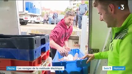 Pêche : les ravages de la méthode électrique
