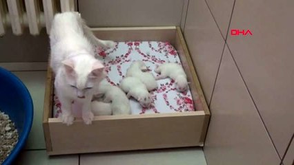 VAN 10 yavru doğuran Nazlıya ziyaretçi ilgisi