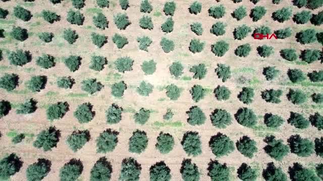 Zeytinde bilinçsiz kostik kullanımı sağlığa zararlı - YENİDEN