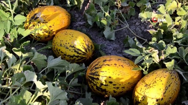 Kırkağaç kavununda ilk hasat yapıldı