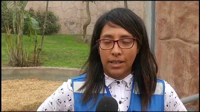 El zoológico de Lima presenta tres tigresas de bengala nacidas en cautiverio