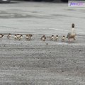 Adorable ducklings parade