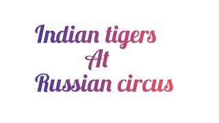 Indian tigers in russian circus