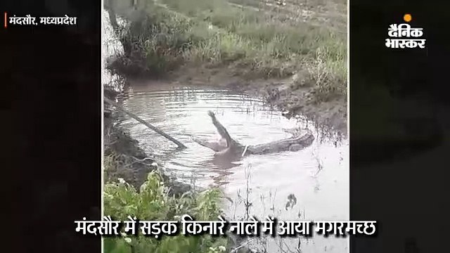 सड़क किनारे नाले में दिखा मगरमच्छ