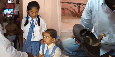 സ്‌കൂളില്‍ പോകാനിറങ്ങിയപ്പോള്‍ കുട്ടിയുടെ ഷൂവില്‍ മൂര്‍ഖന്‍ പാമ്പ് | Oneindia