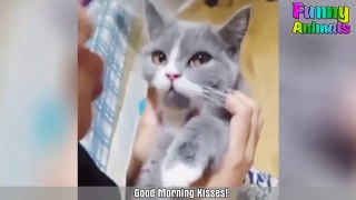 Baby Cats - Funny and Cute Baby Cat Videos Compilation 2018