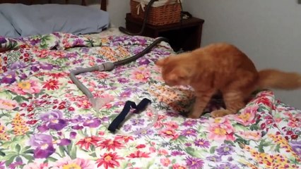 Funniest Pets & Animals of the Week | Funny Pet Videos