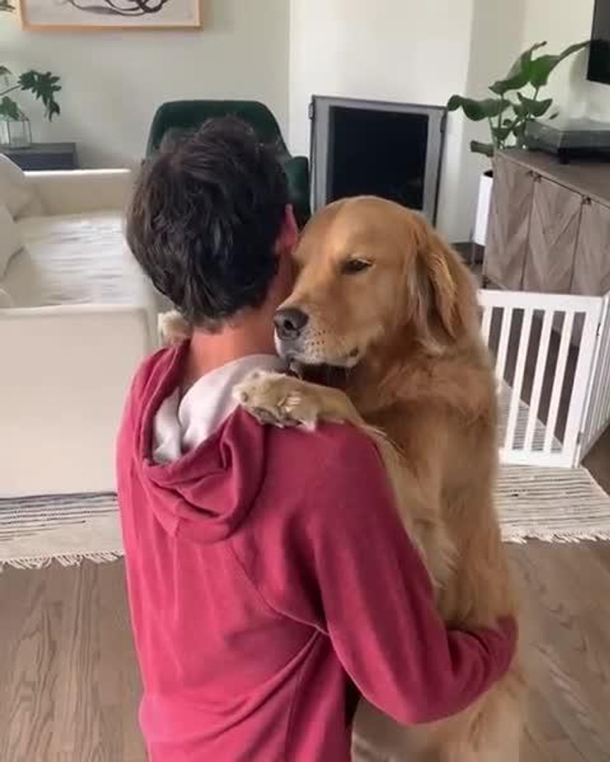 Golden hotsell retriever hug