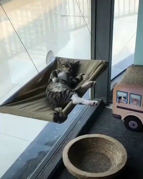 Cette chatte est une vraie boss. Regardez comment elle fait sa sieste !