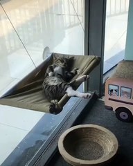 Cette chatte est une vraie boss. Regardez comment elle fait sa sieste !