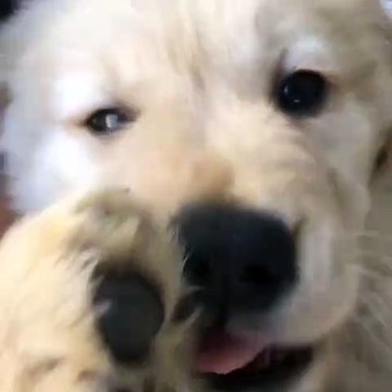 Quand une chienne timide se fait filmer. Trop chou !!