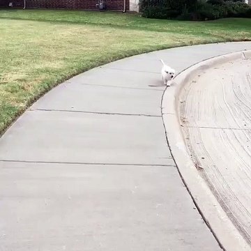 Ce chiot ne se fatigue jamais de courir quand il sort. Trop cute !