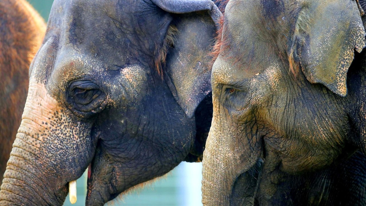 By the numbers: Illegal wildlife trade threaten...