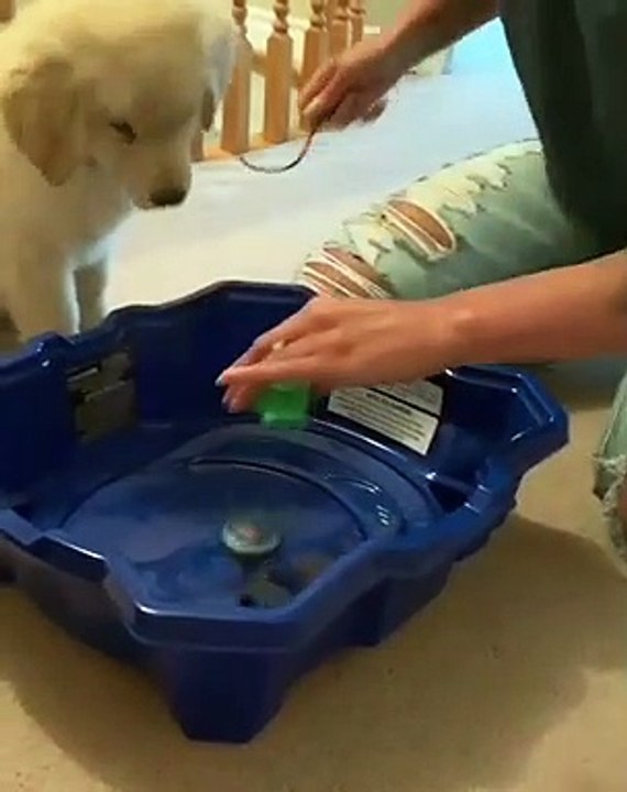Lorsqu'un chiot prend peur à cause d'un jouet. A mourir de rire !