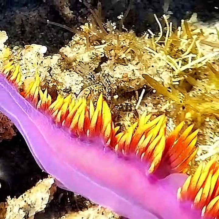 Hypnotisant ! Vous ne pourrez pas décoller vos yeux de ce que va faire ce crabe !