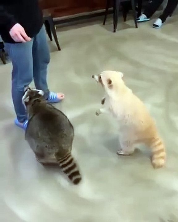 Regardez comment ces ratons-laveurs demandent à manger. Très intelligents !