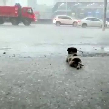 Tellement triste ! Regardez ce chiot sdf observe la pluie