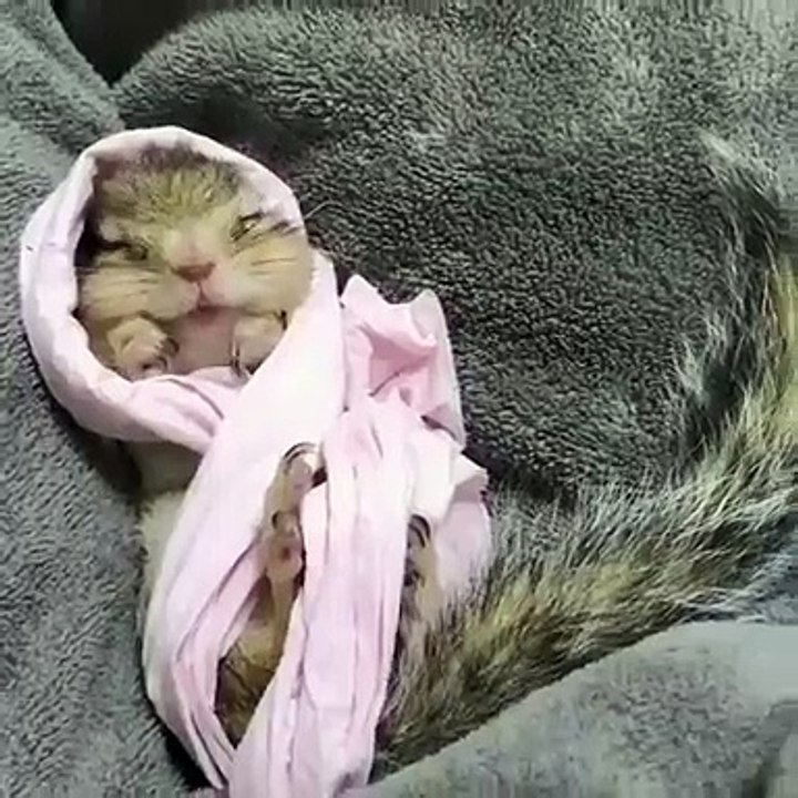 Ce bébé lapin va vous faire craquer. Trop mignon !