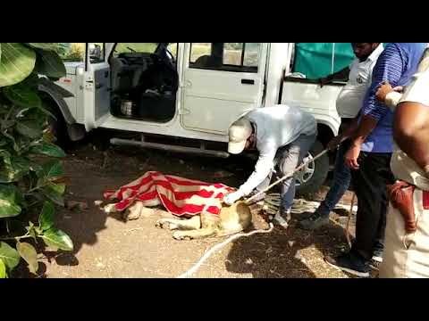 Lion rescued by wild life officials