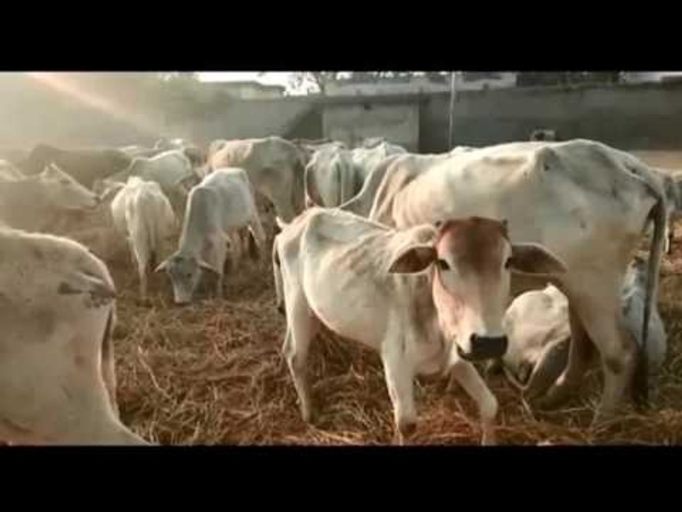 बुंदेलखंड: आवारा पशुओं से फसल बचाने को जान दांव पर लगा रहे किसान