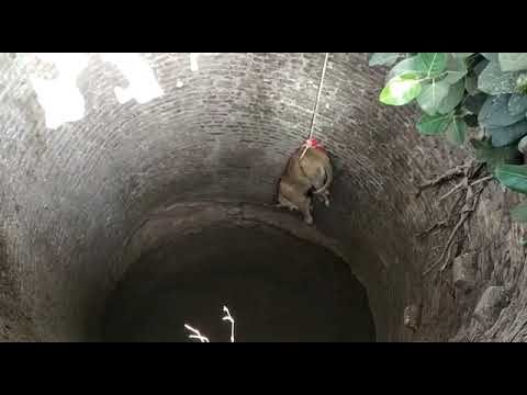 Lion rescued by wild life officials