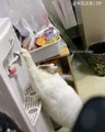 Cette chatte est très intelligente. Observez ce qu'elle fait pour boire de l'eau !