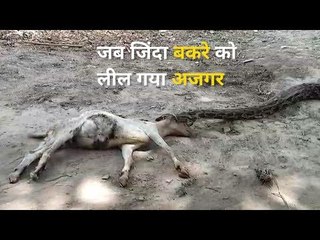 जब जिंदा बकरे को निगल गया अजगर