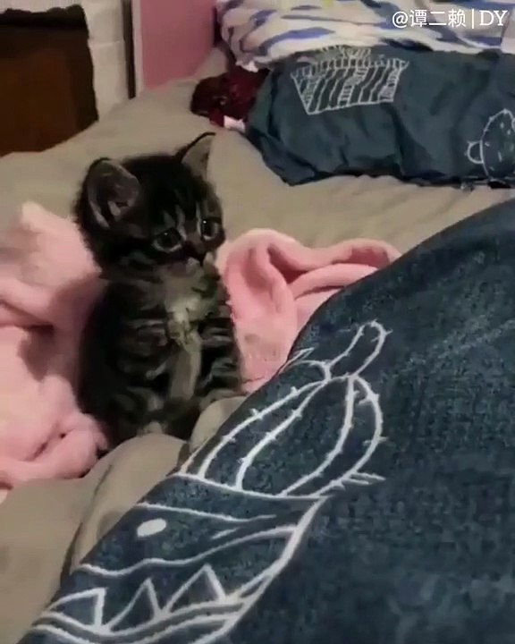 Les chatons sont trop chou. Admirez cet adorable minou !