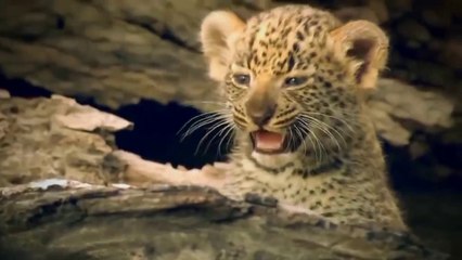 HOW GRIZZLY BEAR CATCHING FISH |  Animal Planet