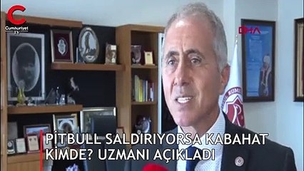 İşte pitbull gerçeği... Uzmanı açıkladı