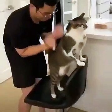 Ce chat est un vrai gros dur. Regardez !