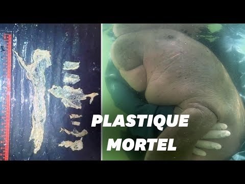 Mariam, le bébé dugong thaïlandais mort à cause du plastique