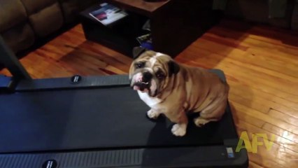 Bulldog Tries To Get Out Of Exercising