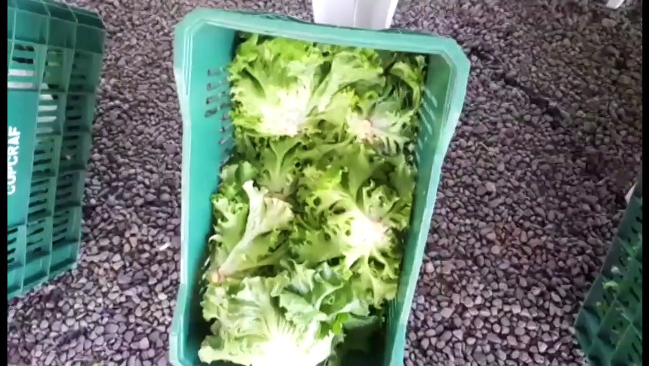 Interlagos: feira com produtos da agricultura urbana demonstra sucesso do programa