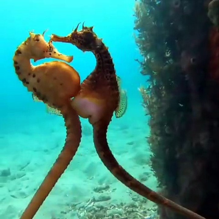 L'un des plus beaux moments jamais filmés ! Deux hippocampes en plein accouplement.⠀
