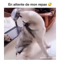 Le meilleur des huskys attend son repas avec impatience !