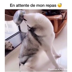 Le meilleur des huskys attend son repas avec impatience !