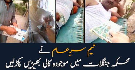 Facilitators of timber mafia exposed