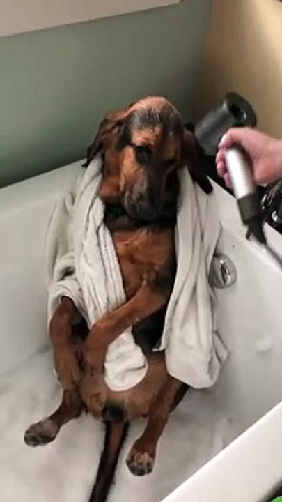 Pooch Enjoys Some Post-Bath Pampering