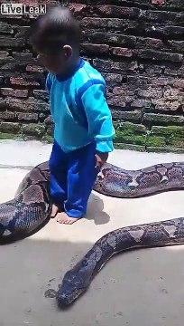 Cet enfant joue avec un serpent python géant !