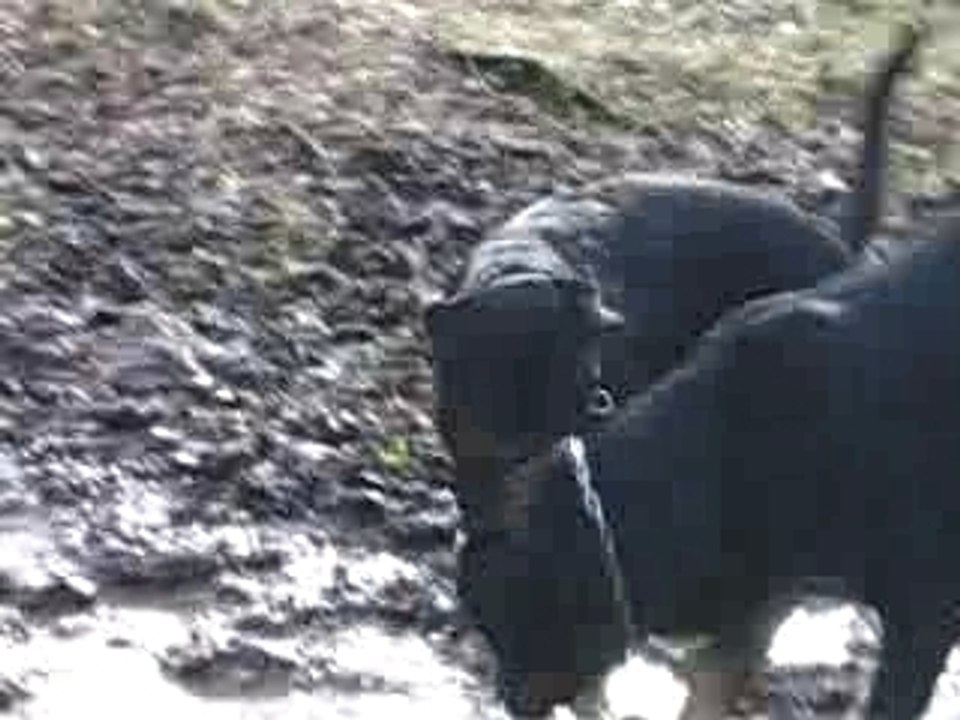 Callyane et Valdo en forêt