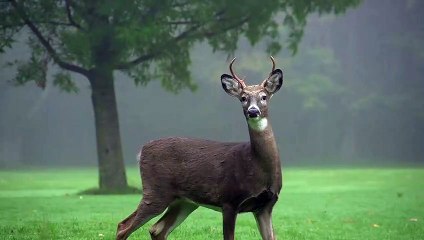 Deer  close up the nature