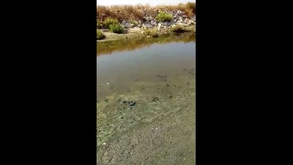 Margherita: inquinamento e pesci morti nella foce carmosina