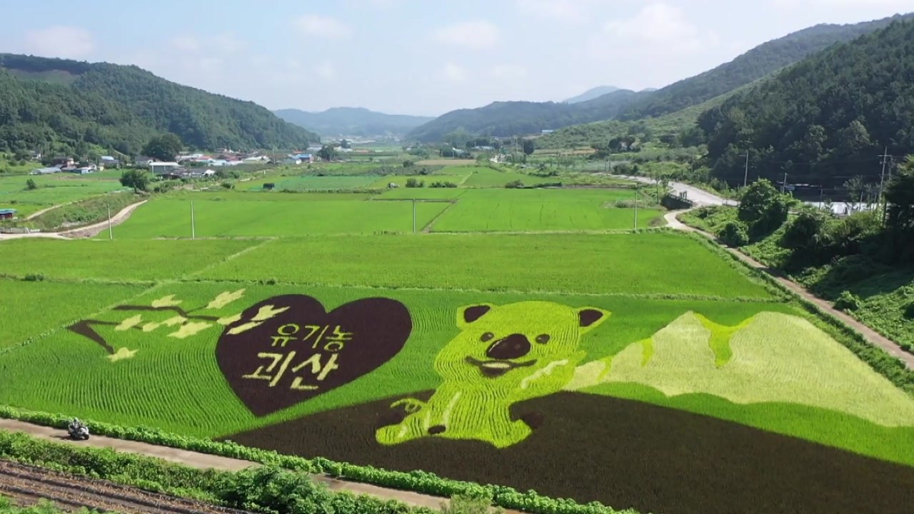 논에 그려진 한폭의 그림...유색 벼의 변신 / YTN